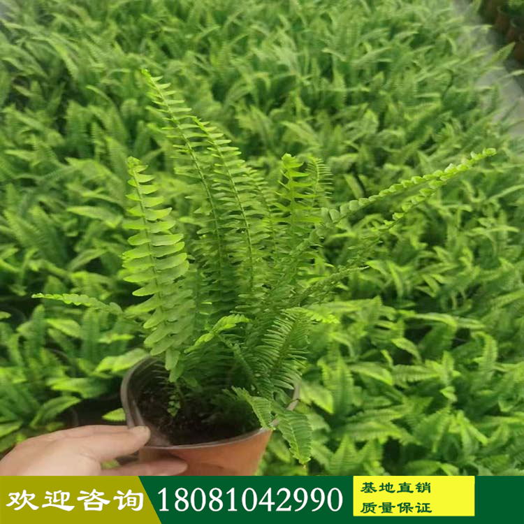 四川綠化苗木基地 腎蕨杯苗 各種蕨類(lèi)植物 腎蕨基地產(chǎn)地 各類(lèi)綠化苗木批發(fā)配送 現(xiàn)挖現(xiàn)發(fā) 保證成活