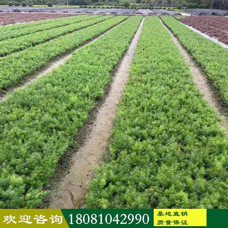 四川苗木基地 天門冬產(chǎn)地 常綠天門冬 狐尾天門冬 各種綠化植物 長年供應 現(xiàn)挖現(xiàn)發(fā) 基地直供