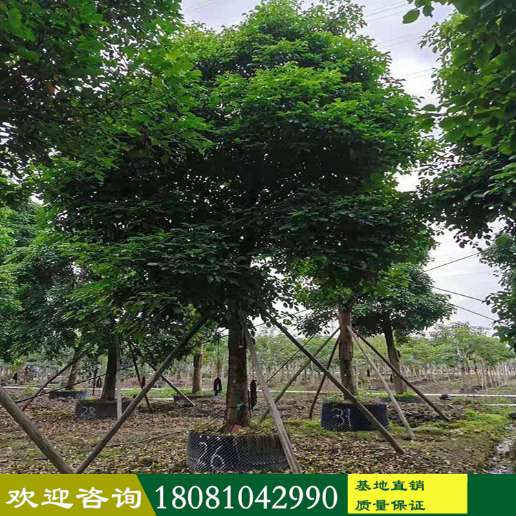 四川苗木基地 高桿三葉樹(shù) 獨(dú)桿重陽(yáng)木樹(shù) 精品秋楓樹(shù) 批發(fā)各類園林植物 現(xiàn)挖現(xiàn)發(fā) 保證成活率