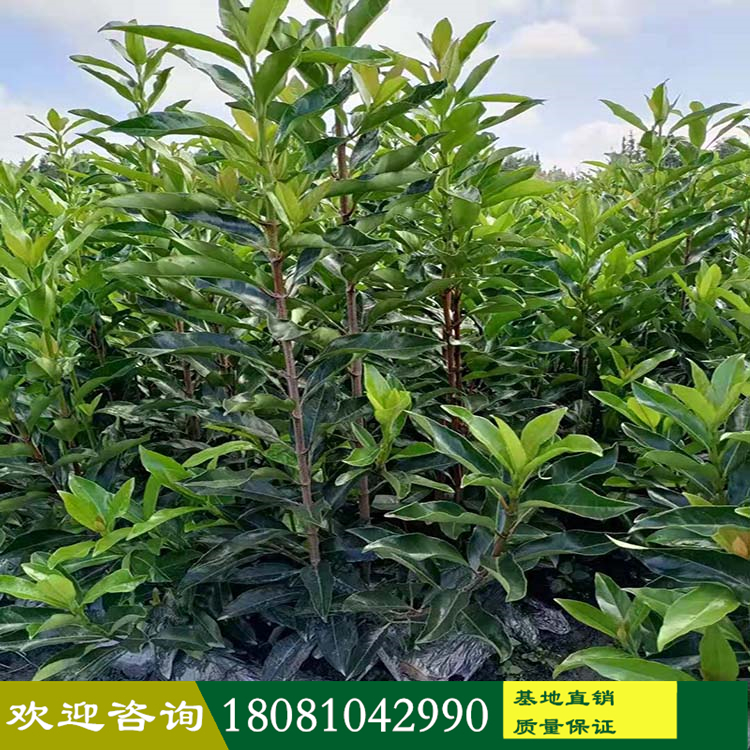 法國(guó)冬青樹(shù)苗廠家 法國(guó)冬青樹(shù)苗價(jià)格 珊瑚樹(shù)綠籬苗 產(chǎn)地批發(fā)各類苗木 現(xiàn)挖現(xiàn)發(fā) 保證成活率