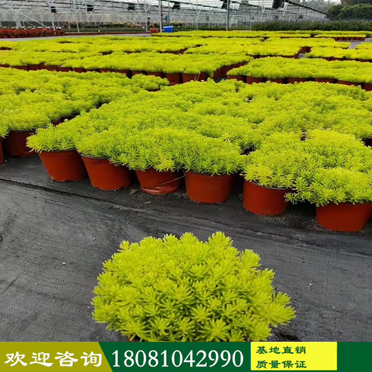 四川苗木基地 佛甲草杯苗廠家 溫江多年生草本花卉 品種齊全 一站購(gòu)買 盤(pán)苗佛甲草