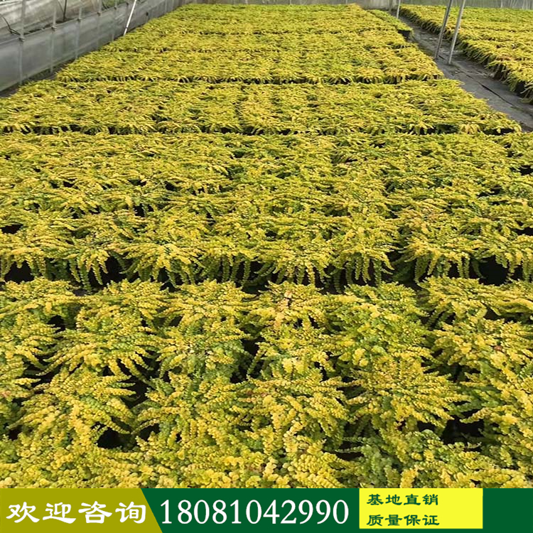 金葉過(guò)路黃廠家 金線草基地 黃金串錢(qián)草 多年生草本花卉 產(chǎn)地批發(fā)各種地被 品種齊全