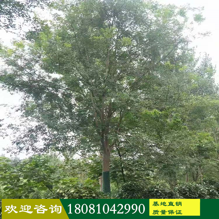國(guó)槐基地廠家 城市綠化國(guó)槐樹(shù) 叢生精品國(guó)槐 園林基地批發(fā)國(guó)槐