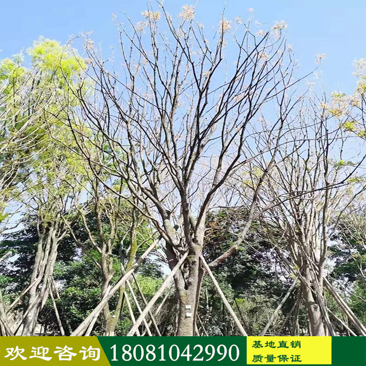黃蓮木廠家基地 優(yōu)質(zhì)叢生黃蓮木批發(fā) 行道風(fēng)景樹(shù)黃蓮木 低分枝黃連木 批發(fā)各種優(yōu)質(zhì)苗木