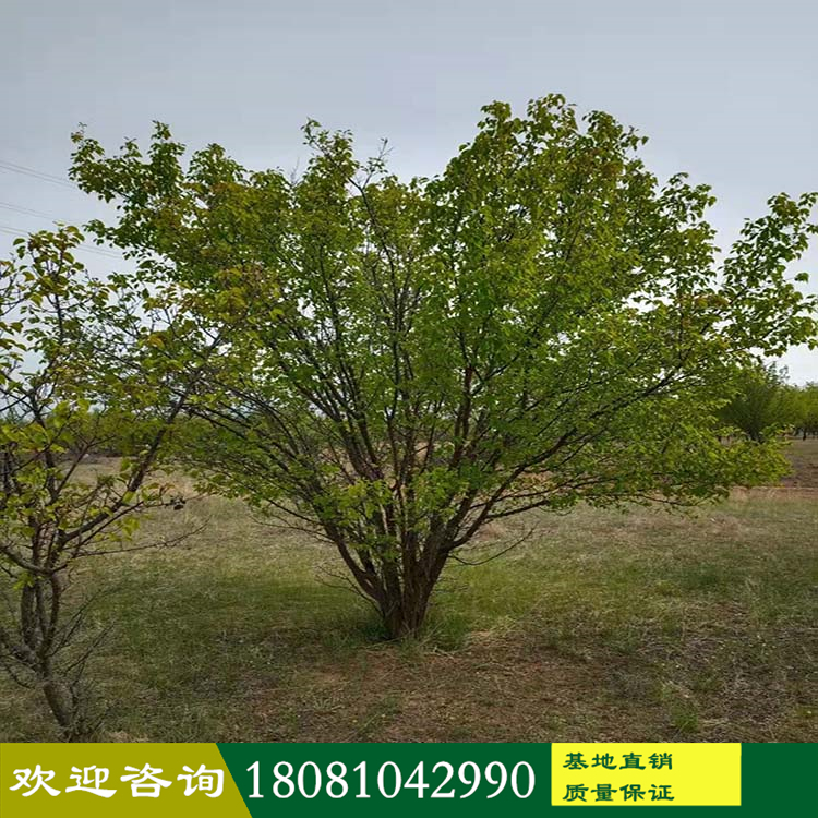 山杏樹(shù)廠家 山杏基地批發(fā) 低分枝杏樹(shù) 叢生杏子樹(shù) 優(yōu)質(zhì)苗木供應(yīng)商 品種規(guī)格齊
