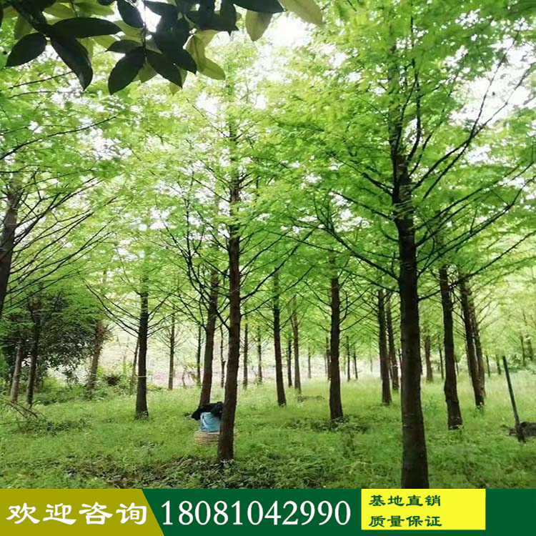水杉廠家 水杉基地 四川高桿水杉樹(shù) 梳子杉樹(shù) 金葉水杉產(chǎn)地 品種規(guī)格齊