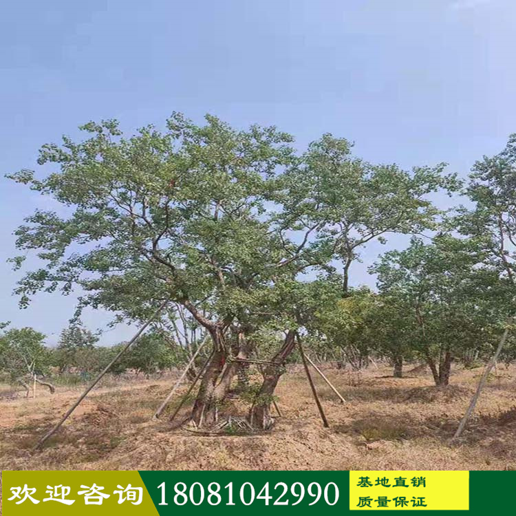 烏桕精品廠家 叢生烏桕基地 異形水景烏桕樹(shù) 低分枝紅葉烏桕 產(chǎn)地批發(fā) 各種苗木