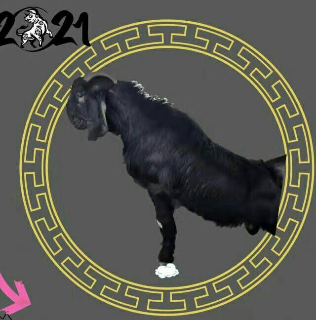 簡(jiǎn)陽(yáng)市壯溪鄉(xiāng)簡(jiǎn)悠南養(yǎng)殖專(zhuān)業(yè)合作社