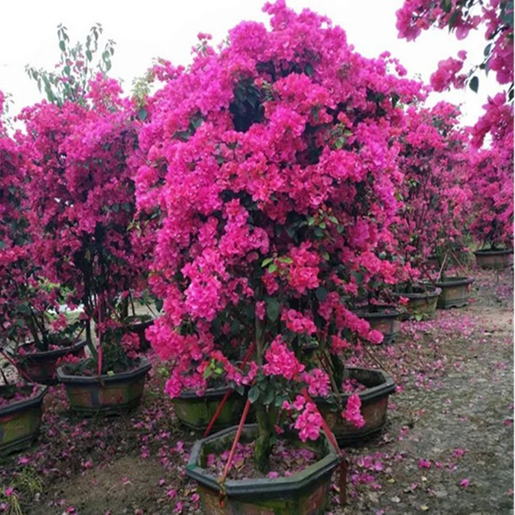 至誠花卉苗木 造型三角梅 常綠灌木 基地供應(yīng) 四季紅多色