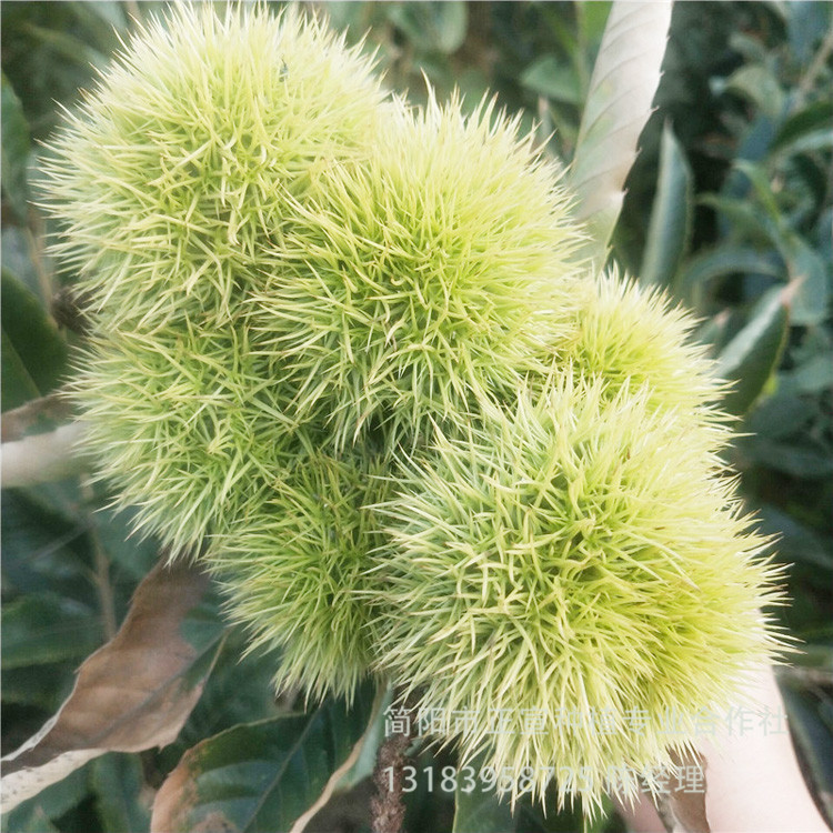 四川板栗苗批發(fā) 板栗樹幼苗 求購(gòu)板栗苗 栗子樹苗批發(fā) 掛果率高 現(xiàn)貨供應(yīng)