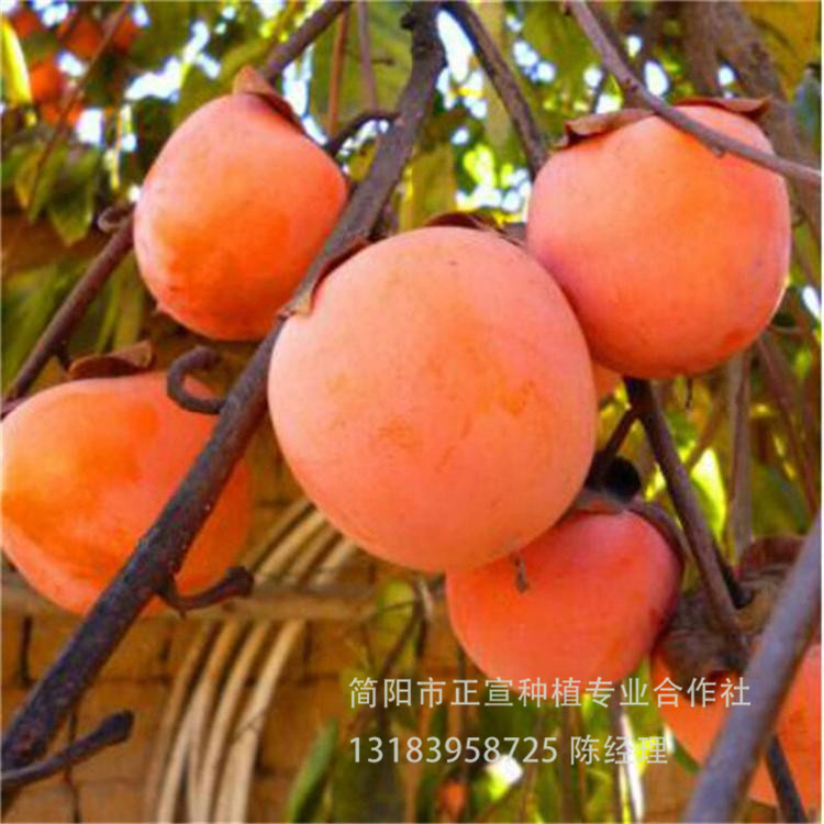 四川柿子苗批發(fā) 超甜柿子苗供應(yīng)廠家 果樹苗基地 贈送種植教程
