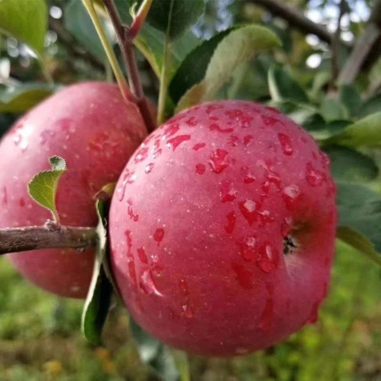 蘋(píng)果2