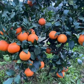 四川紅美人批發(fā)基地 愛媛38號苗批發(fā)基地 柑橘苗批發(fā)價格