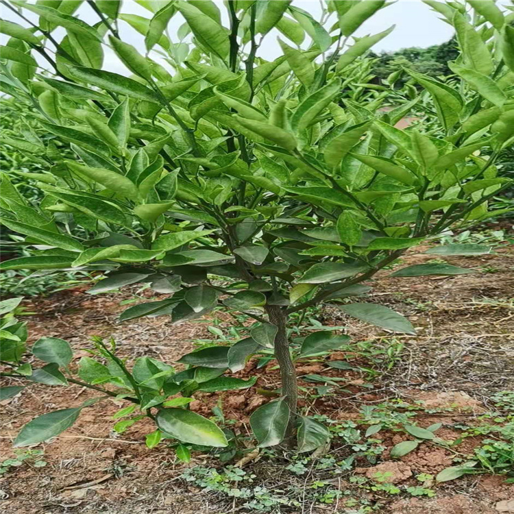 晚熟桃樹苗批量基地 桃樹苗便宜價格