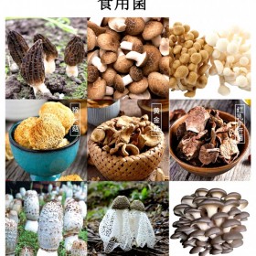 食用菌烘干機(jī)菌菇類烘干機(jī)定制